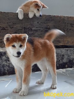 Japon Akita İnu Yavrularimiz ( Hachiko ) 3