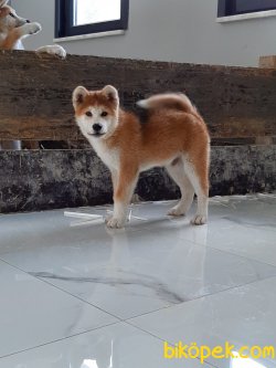 Japon Akita İnu Yavrularimiz ( Hachiko ) 4