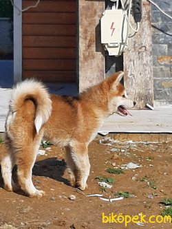 Japon Akita İnu Yavrularimiz ( Hachiko ) 2