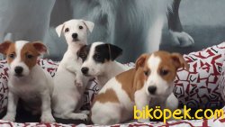 Jack Russell Yavrularimiz 3