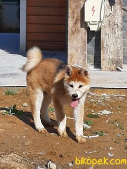 Japon Akita İnu Yavrularimiz ( Hachiko ) 4