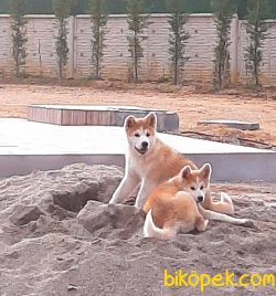 Japon Akita İnu Yavrularimiz ( Hachiko ) 3