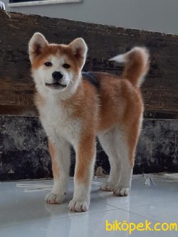 Japon Akita İnu Yavrularimiz ( Hachiko ) 2