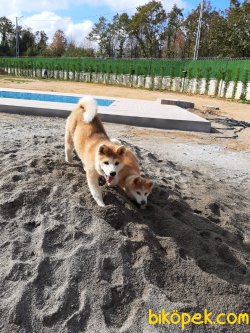 Japon Akita İnu Yavrularimiz ( Hachiko ) 1
