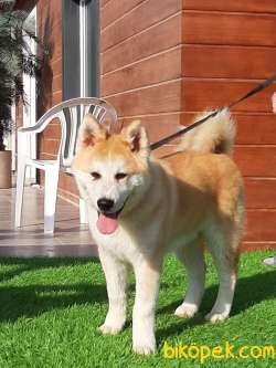 Japon Akita İnu Yavrularimiz ( Hachiko ) 2