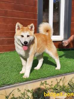 Japon Akita İnu Yavrularimiz ( Hachiko ) 5