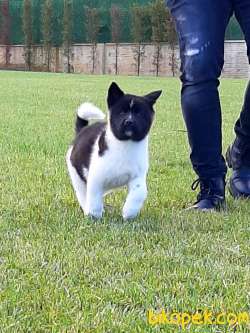 Safkan American Akita Yavrularimiz 1