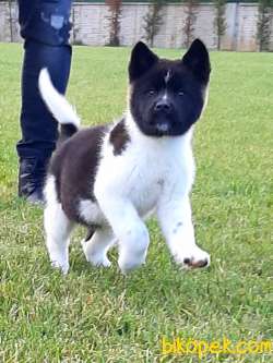 Safkan American Akita Yavrularimiz 3