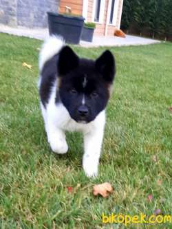 Safkan American Akita Yavrularimiz 2