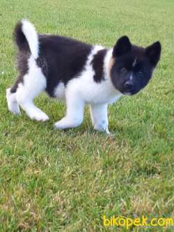 Safkan American Akita Yavrularimiz 4