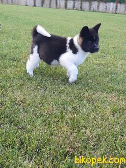 Safkan American Akita Yavrularimiz 5