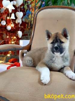Satılık Japon Akita İ̇nu Yavrularimiz ( Hachiko ) 3
