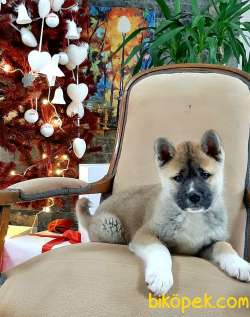 Satılık Japon Akita İ̇nu Yavrularimiz ( Hachiko ) 5