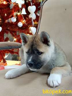 Satılık Japon Akita İ̇nu Yavrularimiz ( Hachiko ) 2