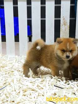 Japon Akita İnu Yavrularimiz ( Hachiko ) 3