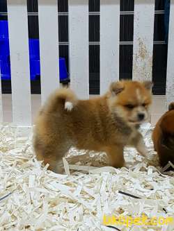 Japon Akita İnu Yavrularimiz ( Hachiko ) 2
