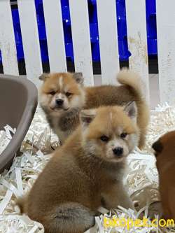 Japon Akita İnu Yavrularimiz ( Hachiko ) 1