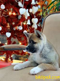 Japon Akita İnu Yavrularimiz ( Hachiko ) 4