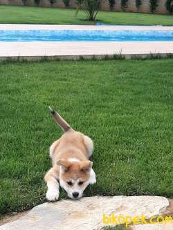 Japon Akita İnu Yavrularimiz ( Hachiko ) 3