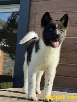 AMERİCAN Akita İnu Yavrularimiz 2