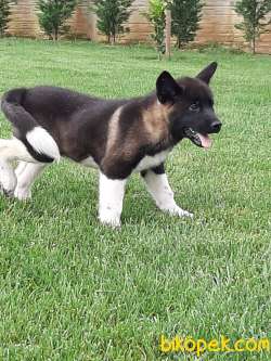 AMERİCAN Akita İnu Yavrularimiz 4