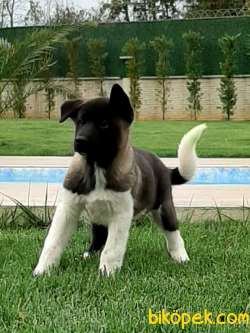 AMERİCAN Akita İnu Yavrularimiz 5
