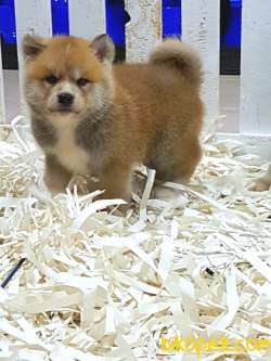 Satılık Japon Akita İ̇nu Yavrularimiz ( Hachiko ) 4
