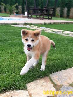 Mükemmel Japon Akita İnu Yavrularimiz ( Hachiko ) 4