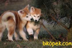 Japon Akita İnu Yavrularimiz ( Hachiko ) 3