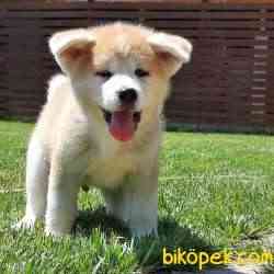 Japon Akita İnu Yavrularimiz ( Hachiko ) 4