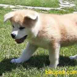 Japon Akita İnu Yavrularimiz ( Hachiko ) 3