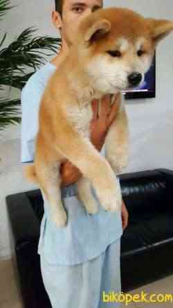 Japon Akita İnu Yavrularimiz ( Hachiko ) 2