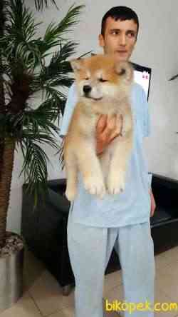 Japon Akita İnu Yavrularimiz ( Hachiko ) 5