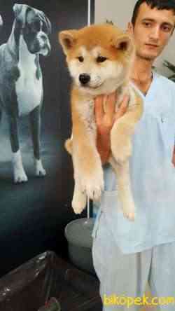 Japon Akita İnu Yavrularimiz ( Hachiko ) 3