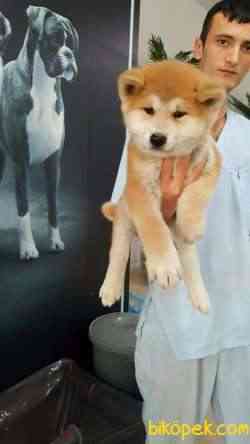 Japon Akita İnu Yavrularimiz ( Hachiko ) 4