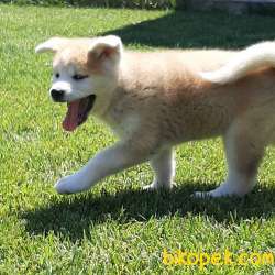 ÜST KALİTE Japon Akita İnu Yavrularimiz ( Hachiko ) 3