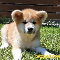Japon Akita İnu Yavrularimiz ( Hachiko ) 1