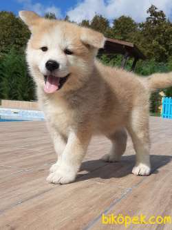 Japon Akita İnu Yavrularimiz ( Hachiko ) 3