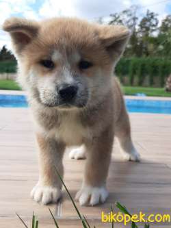 Japon Akita İnu Yavrularimiz ( Hachiko ) 4