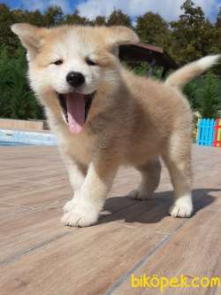 Japon Akita İnu Yavrularimiz ( Hachiko ) 5