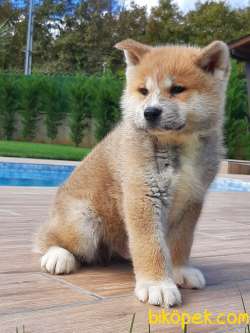 Japon Akita İnu Yavrularimiz ( Hachiko ) 2