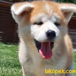 Japon Akita İnu Yavrularimiz ( Hachiko ) 2