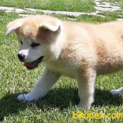 Japon Akita İnu Yavrularimiz ( Hachiko ) 3