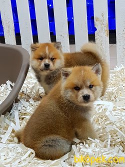 Japon Akita İnu Yavrularimiz ( Hachiko Yavruları ) 5