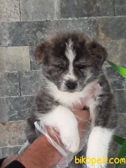 Japon Akita İnu Yavrularimiz ( Hachiko Yavruları ) 2