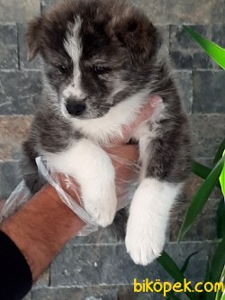 Japon Akita İnu Yavrularimiz ( Hachiko Yavruları ) 3