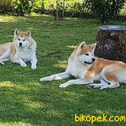 Japon Akita İnu Yavrularimiz ( Hachiko Yavruları ) 2