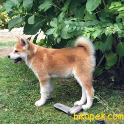 Japon Akita İnu Yavrularimiz ( Hachiko Yavruları ) 2