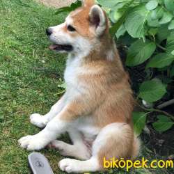 Japon Akita İnu Yavrularimiz ( Hachiko Yavruları ) 3