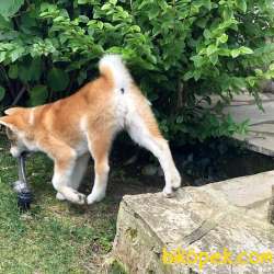 Japon Akita İnu Yavrularimiz ( Hachiko Yavruları ) 1